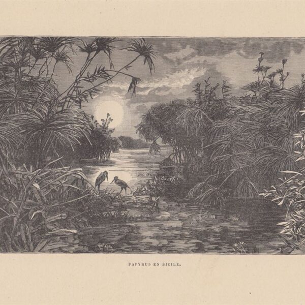 I papiri in Sicilia, 1889