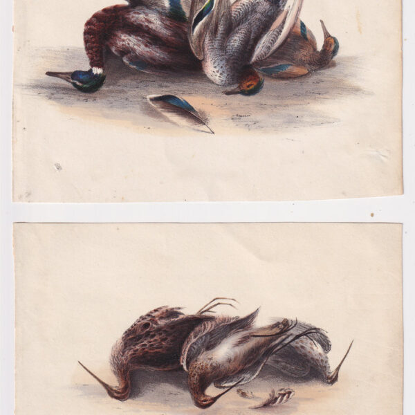 Cacciagione, Cromolitografie, XX secolo