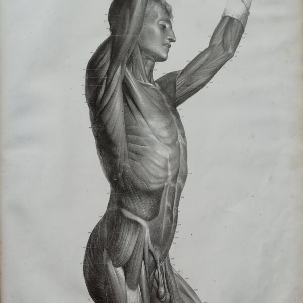 F.Bertinatti, Anatomia, corpo, muscoli, 1839