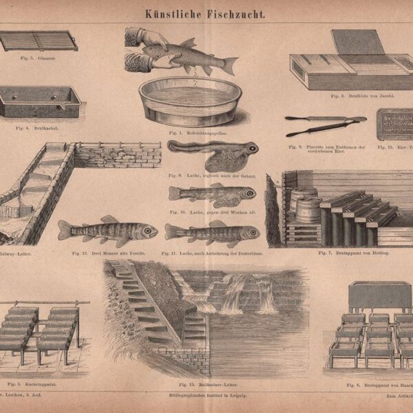 Coltivazione del pesce, 1890