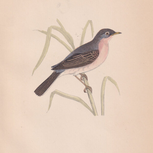 Curruca Conspicillata, Spectacled Warbler, 1875