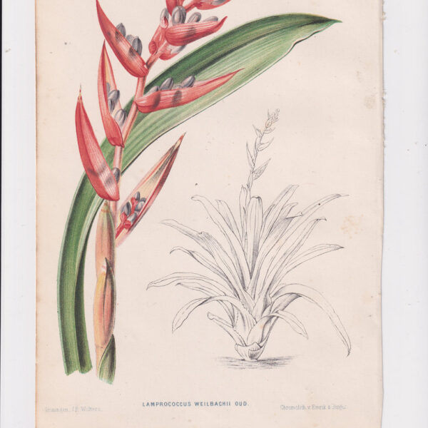 Lambrococcus, Cromolitografia, 1867