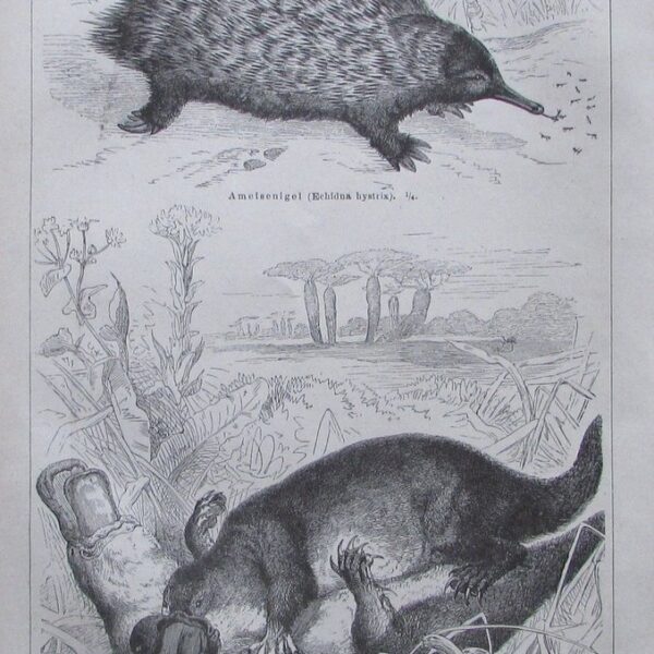 Formichiere, Ornitorinco, 1890