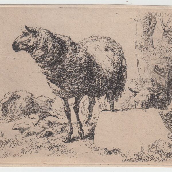 Nicolaes  Berchem  Animalia, Capre