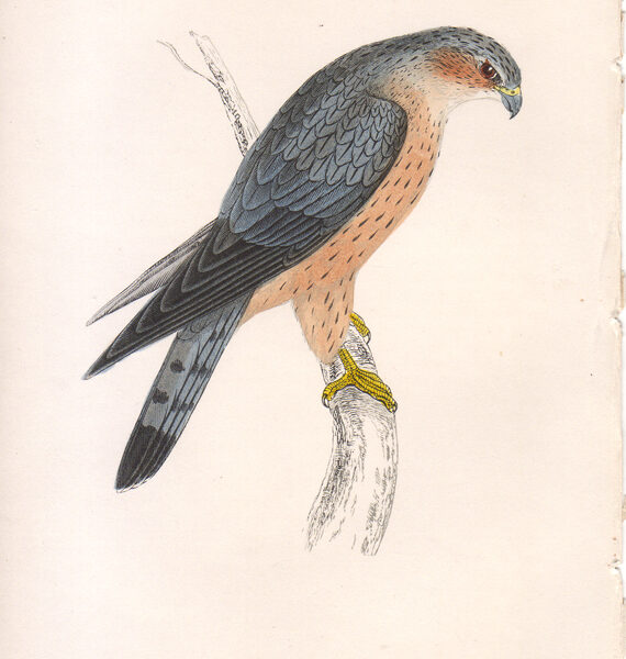 Falco columbarius, 1870
