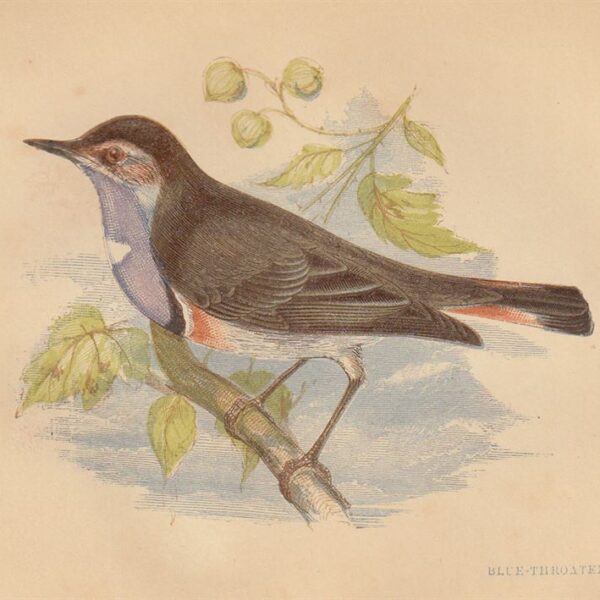 Passero (Blue-Throated Warbler), 1853