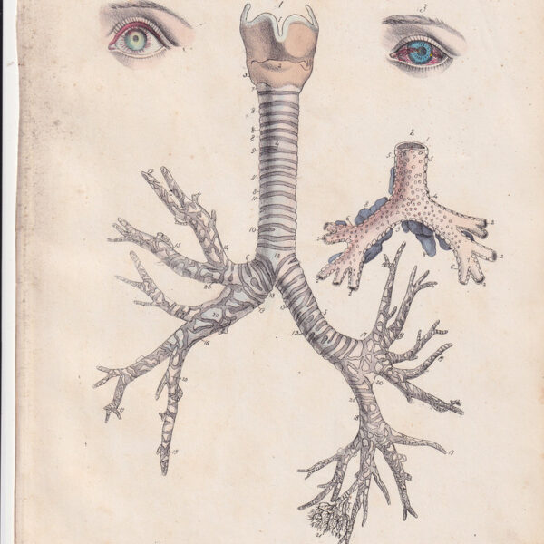 Tavola anatomica, oculistica, trachea, 1839