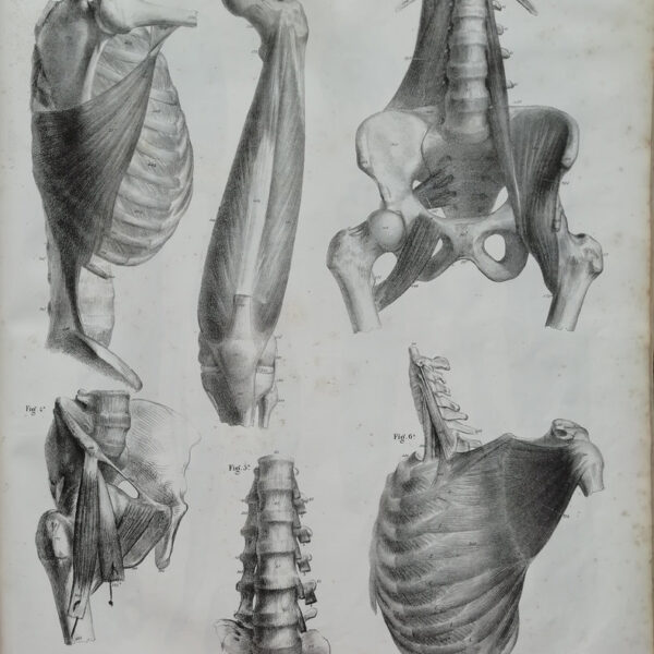 F.Bertinatti, Anatomia, torace, muscoli, 1839