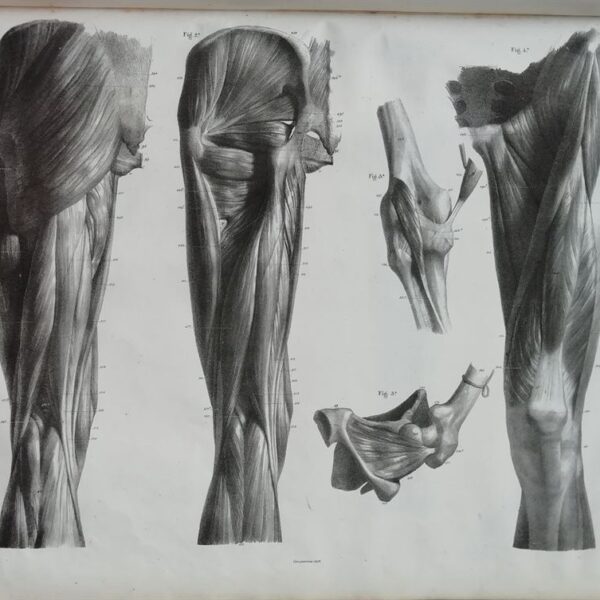 F.Bertinatti, Anatomia, muscoli, 1839