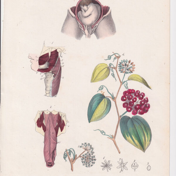 Tavola anatomica, ginecologia, 1839