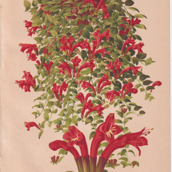 Eschinanthus, Cromolitografia, 1883