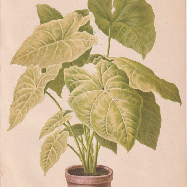 Caladium, Cromolitografia, 1883