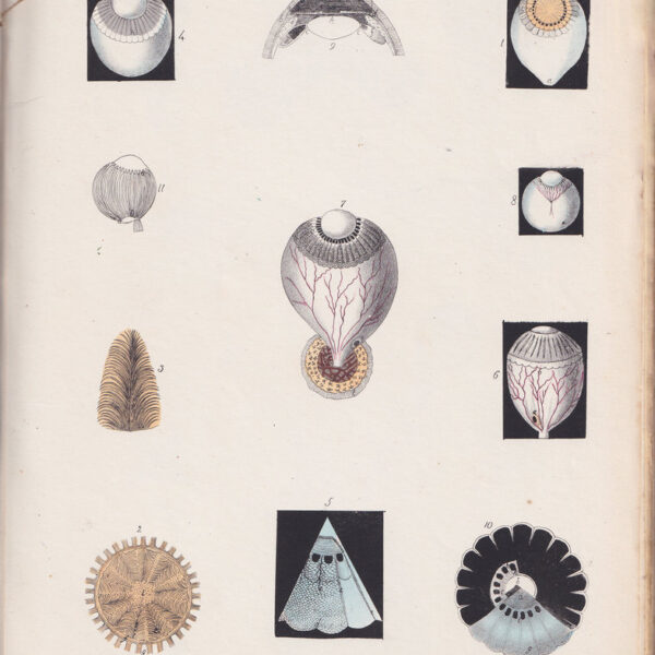 Tavola anatomica, oculistica, occhi, 1839