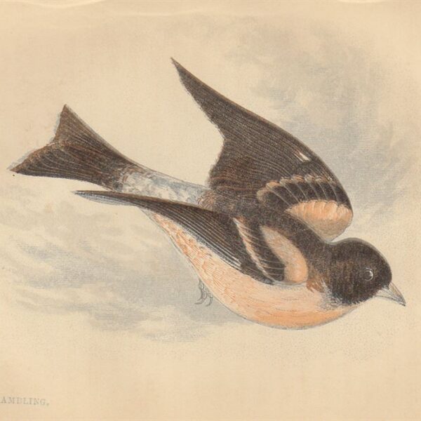 Peppola (Brambling), 1853