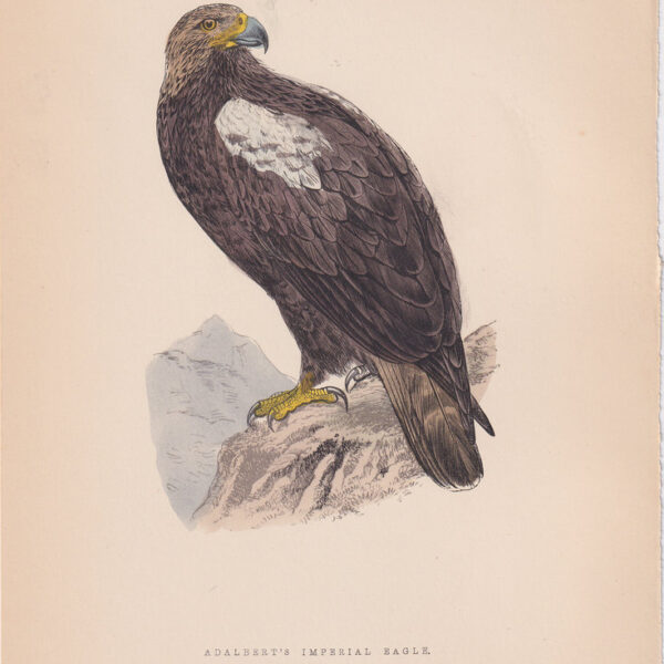Aquila, Adalbert's Imperial Eagle, 1875