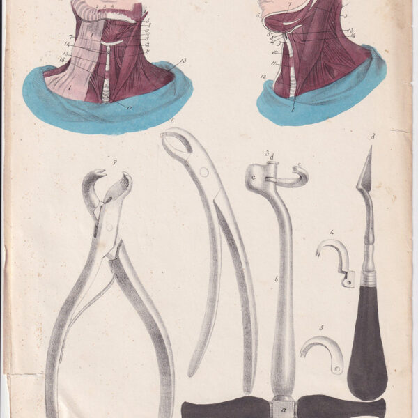 Tavola anatomica, Strumenti di odontoiatria, 1839