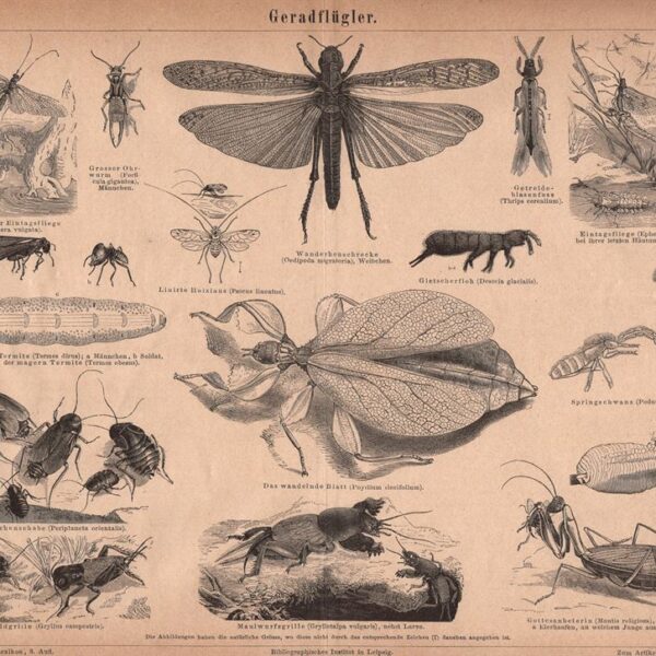 Insetti, Grillo, Libellula, 1890