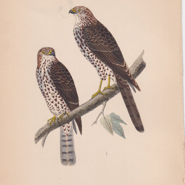 Falco, Levant Sparrow-Hawk, 1875
