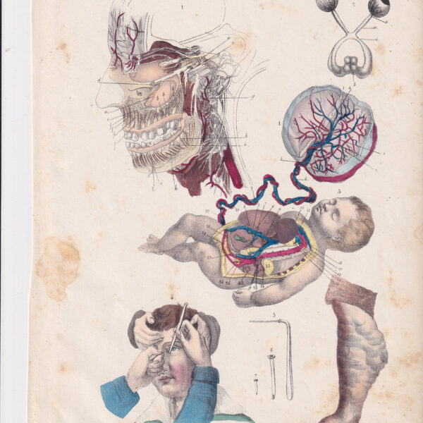 Tavola anatomica, ginecologia, oculistica, 1839