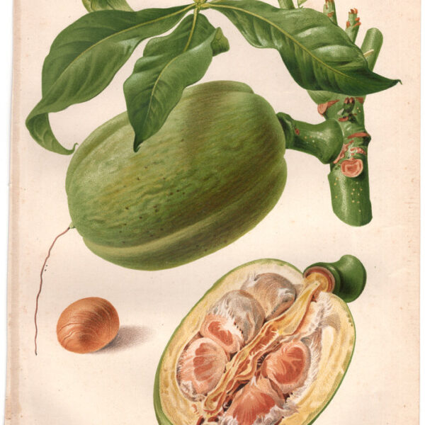 Carolinea macrocarpa, 1887