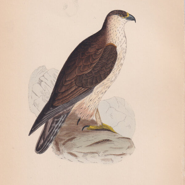 Aquila, Bonelli's Eagle, 1875
