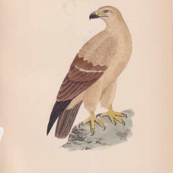 Aquila, Cullen's Tawny Eagle, 1875