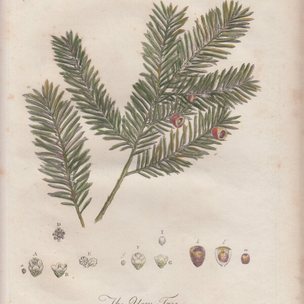 Pino, J.Miller, fine XVIII secolo