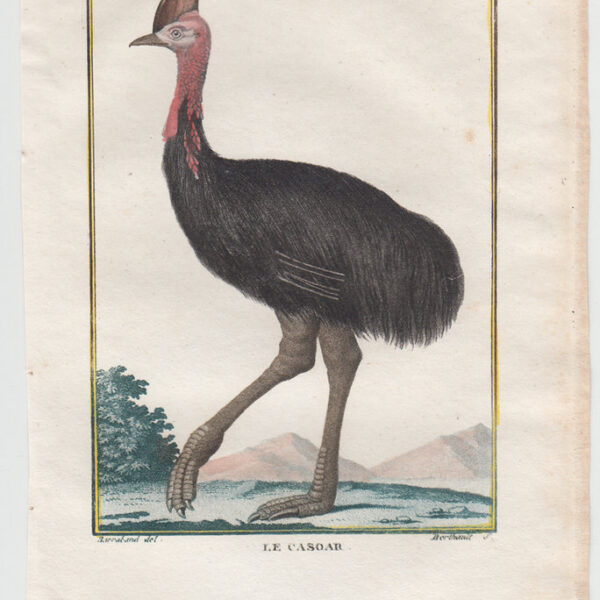 Casuario, Leclerc de Buffon, 1770