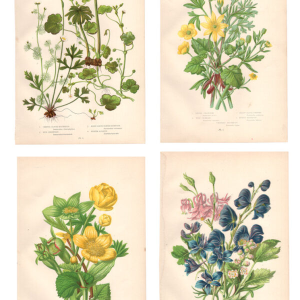 Gruppo di 4 stampe, 1860