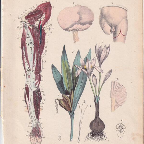Tavola anatomica, vene e muscoli della gamba, 1839