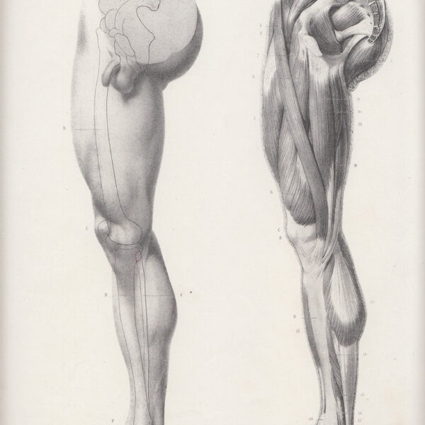 Anatomia, Gambe, Muscoli, 1865