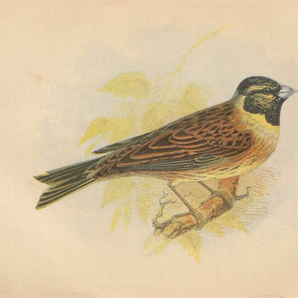 Zigolo nero (Cirl Bunting), 1853