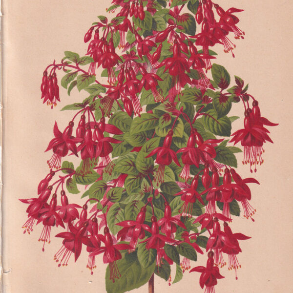 Fucsia, Cromolitografia, 1883