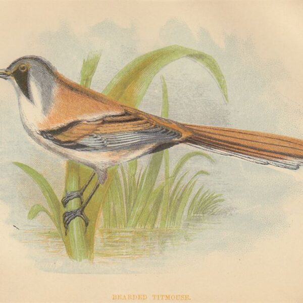 Basettino (Bearded Titmouse), 1853