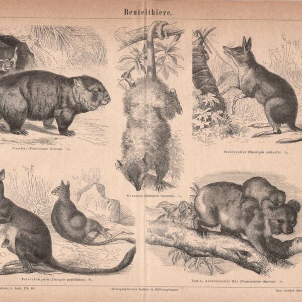 Marsupiali, Canguro, Koala, Opossum, 1890