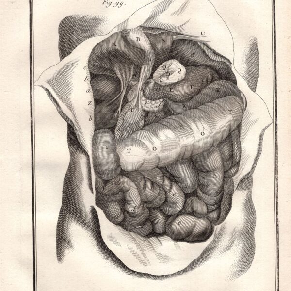 Diderot e D'Alembert, 1778 stomaco intestino