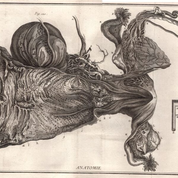 Diderot e D'Alembert, 1778 apparato riproduttore ovaio pube ginecologia