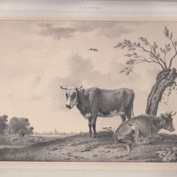 Buoi, P. Potter, 1845