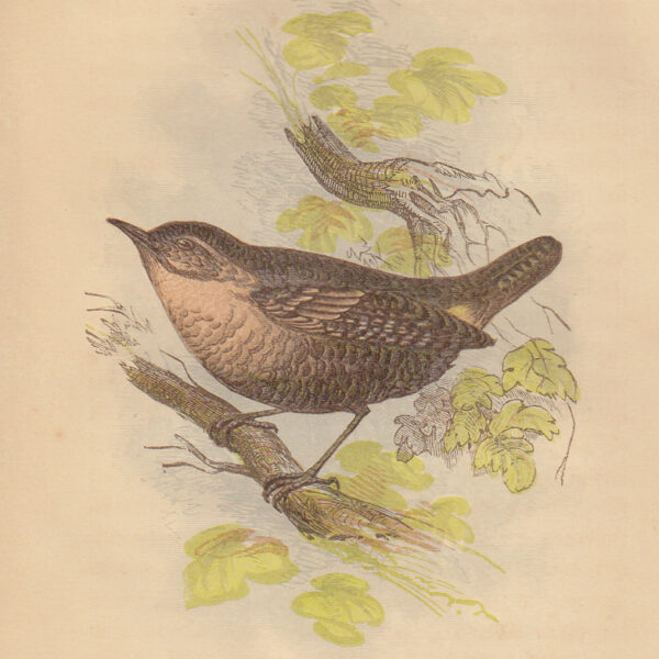 Scricciolo (Wren), 1853