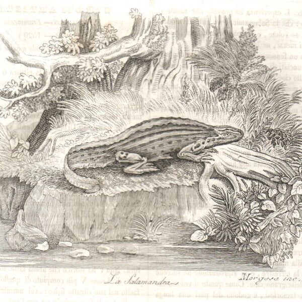 Salamandra, 1840