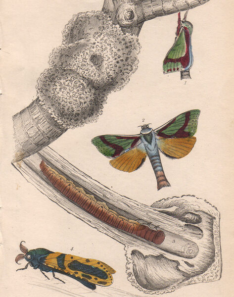 Heptolus lignivora, 1836