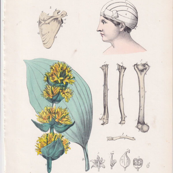 Tavola anatomica, ossa, 1839