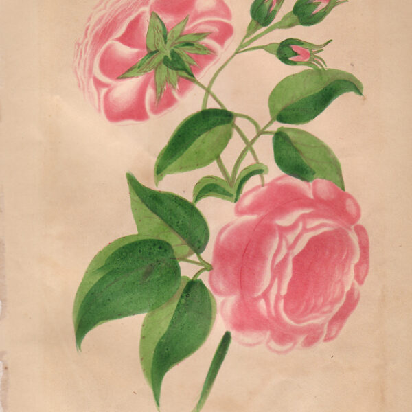 Rosa doppia, 1852