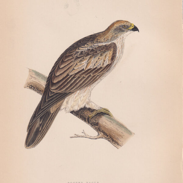 Aquila, Booted Eagle, 1875