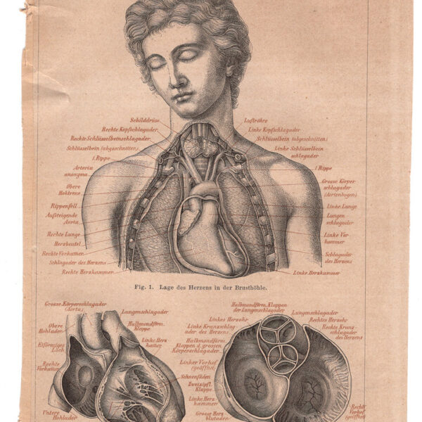 Cuore, Cardiologia, 1890