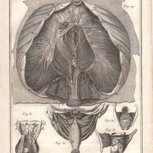 Diderot e D'Alembert,1778, anatomia diaframma