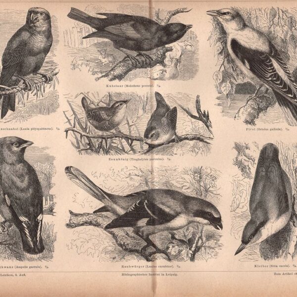 Passero, Rigogolo, Oriolo, 1890