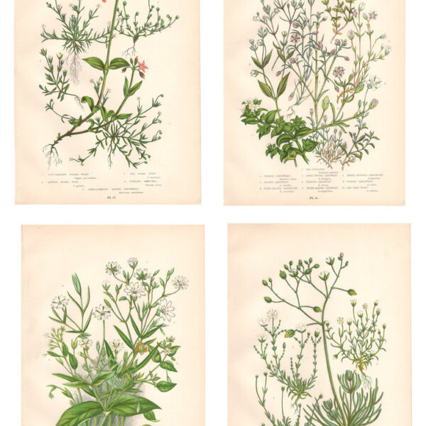 Gruppo di 4 stampe di fiori, 1860