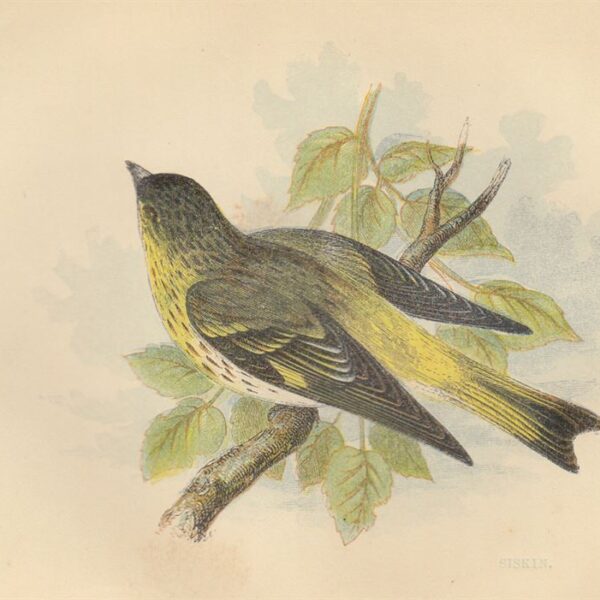 Lucherino (Siskin), 1853