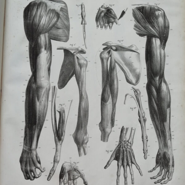 F.Bertinatti, Anatomia, torace, muscoli, 1839